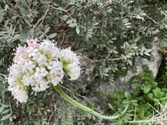 ולריינה איטלקית - צילום של אלחי47 - למטייל בישראל (טיולי)