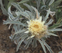 תמונת של חורשף צהוב