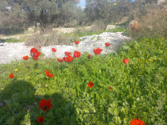 כלנית מצויה - צילום של Iddo_3270859 - למטייל בישראל (טיולי) 3