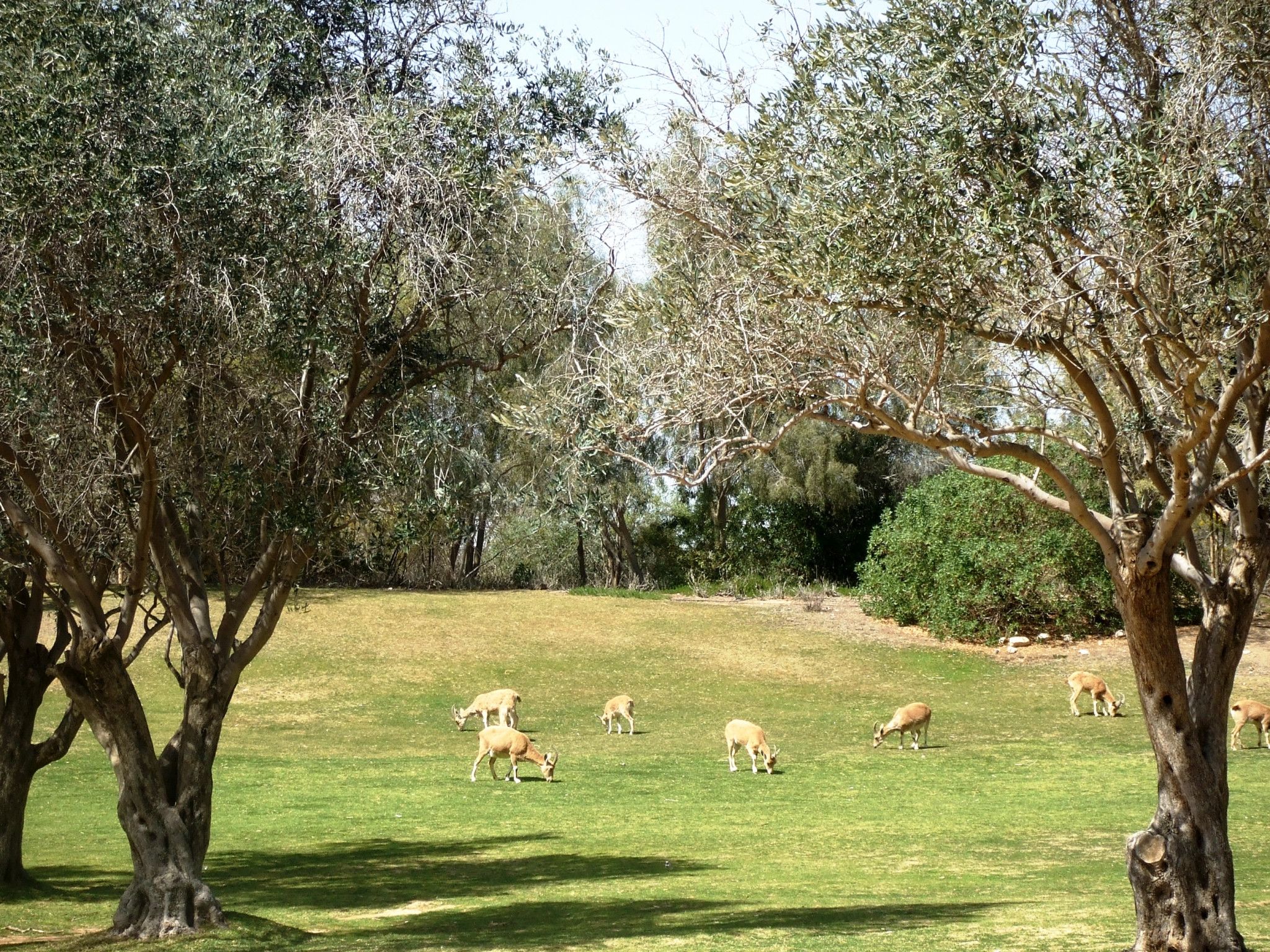 היעלים של שדה בוקר. צילום: איתמר ברק