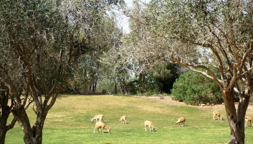 היעלים של שדה בוקר. צילום: איתמר ברק