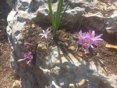 סתוונית היורה - צילום של Iddo_3270859 - למטייל בישראל (טיולי) 5