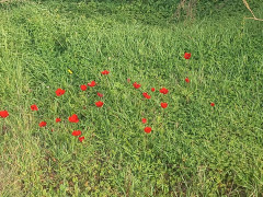 כלנית מצויה - צילום של Iddo_3270859 - למטייל בישראל (טיולי)
