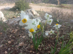 נרקיס מצוי - צילום של Iddo_3270859 - למטייל בישראל (טיולי)