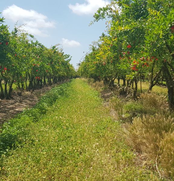 תמונה של שמורת אלוני יצחק - למטייל בישראל (טיולי)