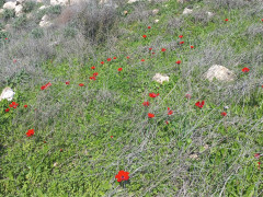 כלנית מצויה - צילום של Iddo_3270859 - למטייל בישראל (טיולי) 3