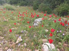 צבעוני ההרים - צילום של Iddo_3270859 - למטייל בישראל (טיולי) 7