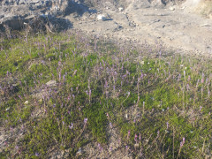 בן-חצב סתווני - צילום של Iddo_3270859 - למטייל בישראל (טיולי) 4