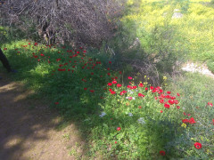 נורית אסיה - צילום של Iddo_3270859 - למטייל בישראל (טיולי)