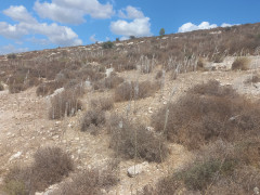 חצב מצוי - צילום של Iddo_3270859 - למטייל בישראל (טיולי) 3