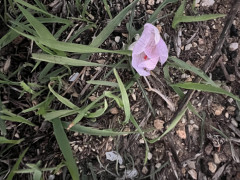 כרכום נאה - צילום של אלחי47 - למטייל בישראל (טיולי) 3