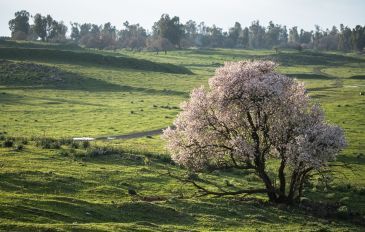 שקדיות בגולן - בארץ אהבתי השקד פורח: איפה רואים פריחת שקדיות ברחבי הארץ? (3)