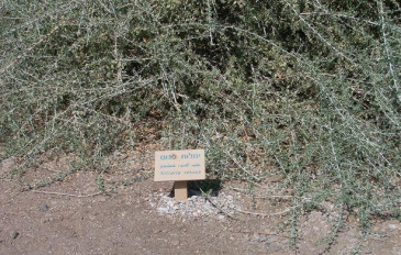 ימלוח פגום (2)