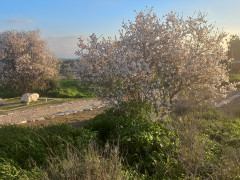 שקד מצוי - צילום של Iddo_3270859 - למטייל בישראל (טיולי) 2