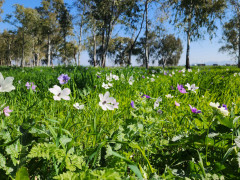 כלנית מצויה - צילום של ניר_4166456 - למטייל בישראל (טיולי)