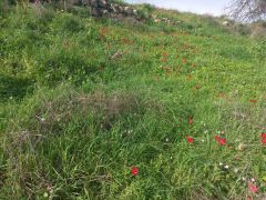 כלנית מצויה - צילום של Iddo_3270859 - למטייל בישראל (טיולי) 3
