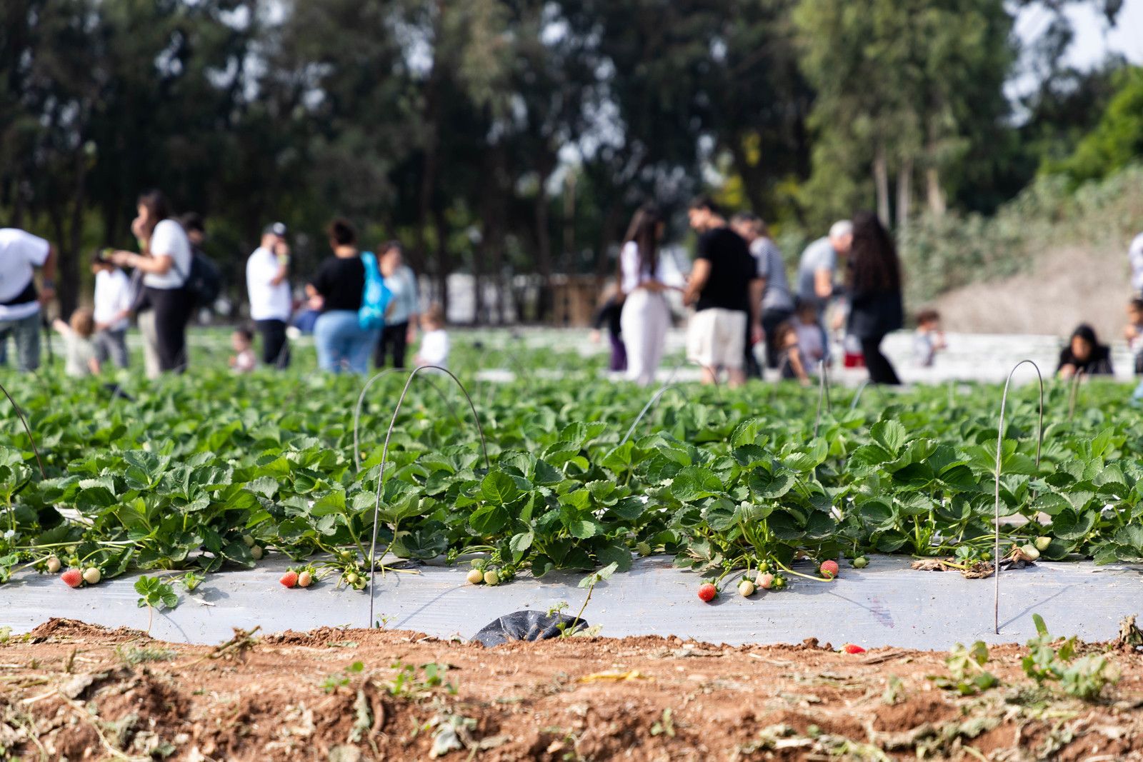 צילום: נווה תות עדנים