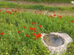 כלנית מצויה - צילום של Iddo_3270859 - למטייל בישראל (טיולי) 9