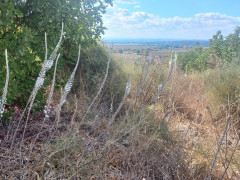 חצב מצוי - צילום של Iddo_3270859 - למטייל בישראל (טיולי)