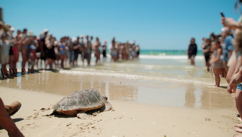 בזכות ערנות המטיילים: שני צבי ים הושבו לטבע לאחר שעברו שיקום (1)