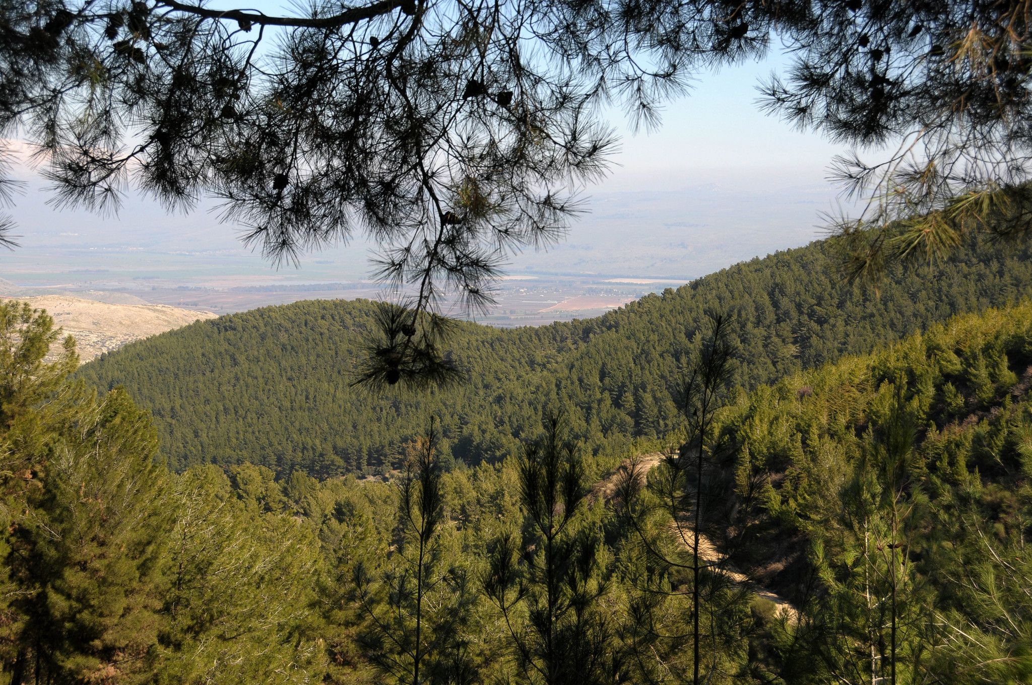יער ביריה | צילום: אבי הירשפלד / ארכיון הצילומים קקל