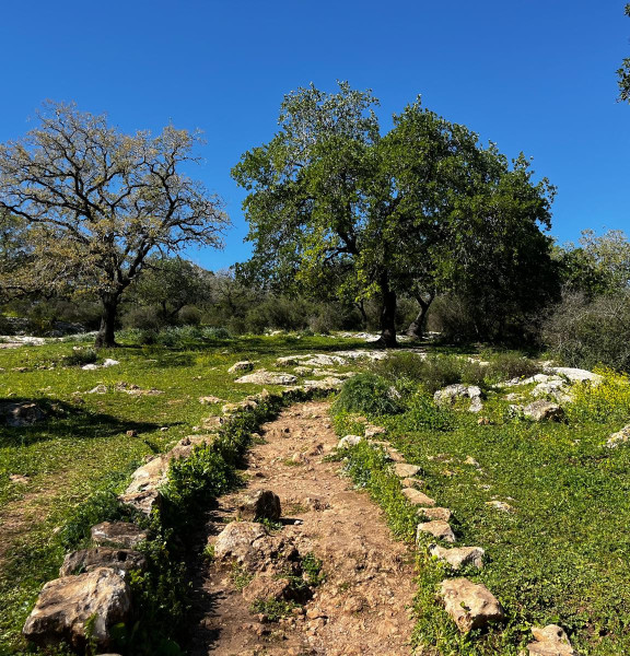 תמונה של יום כיף באזור צומת אלונים: יער מהאגדות וממלכה של ארנבונים - למטייל בישראל (טיולי)