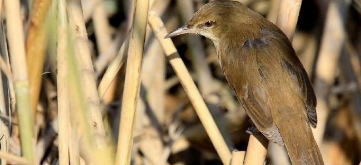 קנית אפריקנית (1)