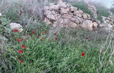 גבעת ברפיליה במודיעין (2)