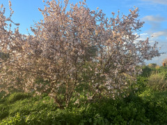 שקד מצוי - צילום של Iddo_3270859 - למטייל בישראל (טיולי) 3