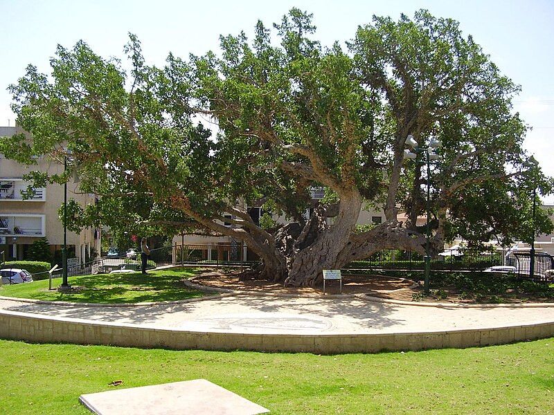 עץ השקמה העתיק של נתניה