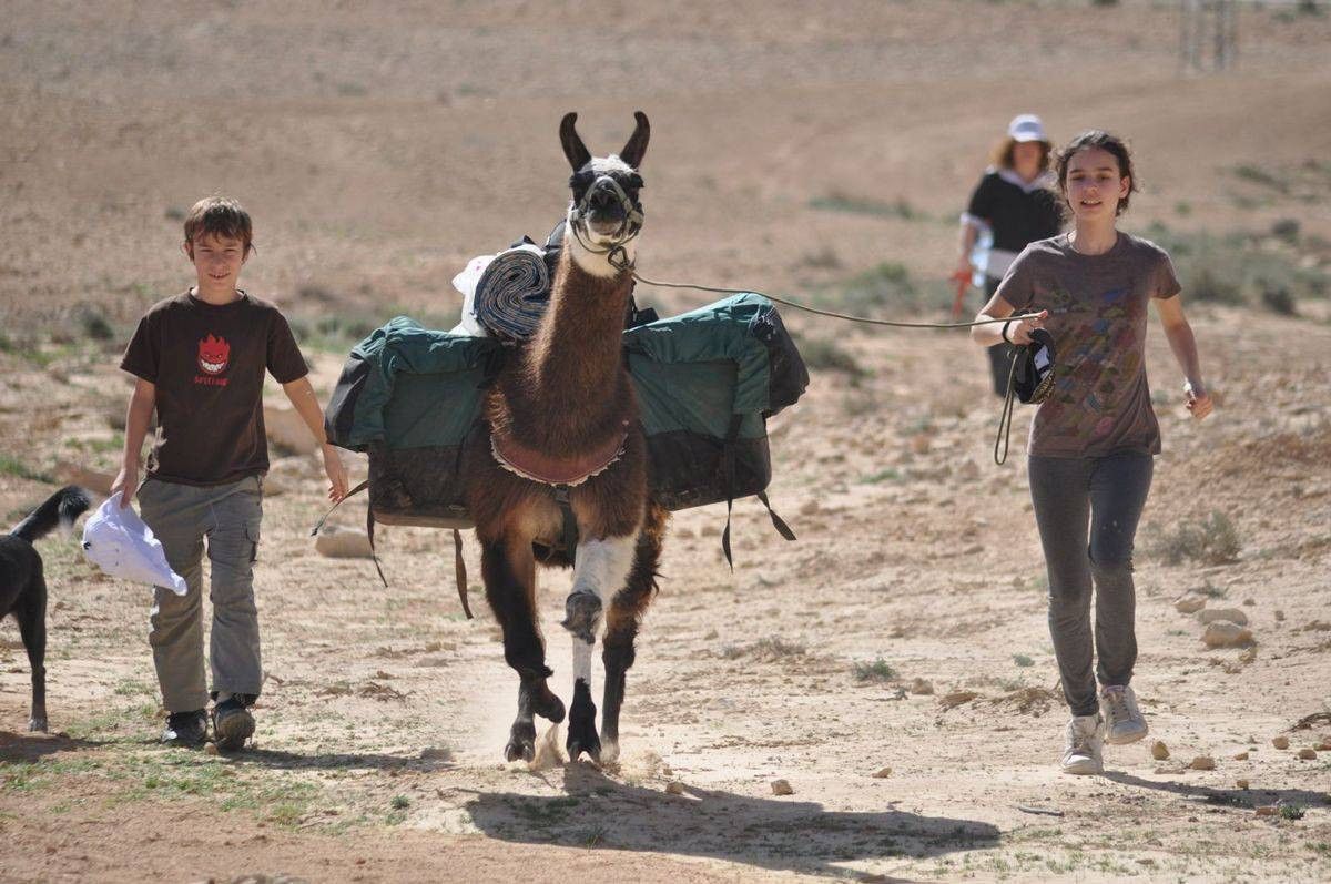 מפגש עם אלפקות | צילום: אלדד מזומן