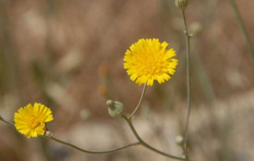קיטה רותמית (2)