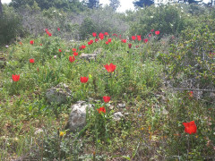 צבעוני ההרים - צילום של Iddo_3270859 - למטייל בישראל (טיולי) 3