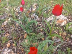 צבעוני ההרים - צילום של Iddo_3270859 - למטייל בישראל (טיולי) 2