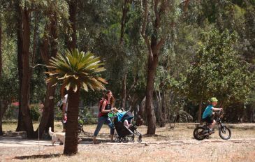 יער אילנות - לא רק עצים: כך לא תפספסו את פינות החמד ביערות קק