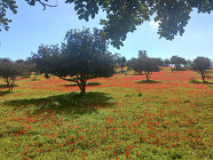 כלנית מצויה - צילום של Iddo_3270859 - למטייל בישראל (טיולי) 3