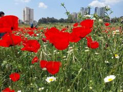 קחוון מצוי - צילום של אוהבת הארץ - למטייל בישראל (טיולי) 3