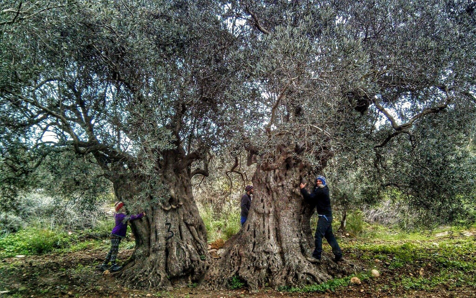 תמונה מתוך תוכן באתר למטייל בישראל (טיולי)