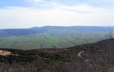 בקעת נטופה - רכס הררית, מבדד נטופה ועצי זית ענקיים (2)