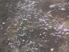 סתוונית היורה - צילום של Iddo_3270859 - למטייל בישראל (טיולי) 6