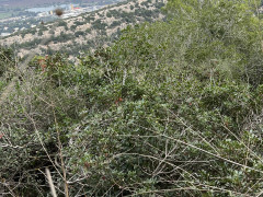 רקפת מצויה - צילום של אלחי47 - למטייל בישראל (טיולי) 3