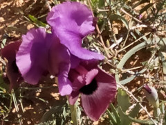 אירוס הנגב - צילום של Elico - למטייל בישראל (טיולי)