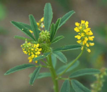 תמונת של דבשה מחורצת