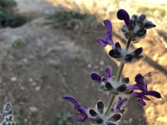 מרווה צמירה - צילום של אלחי47 - למטייל בישראל (טיולי)