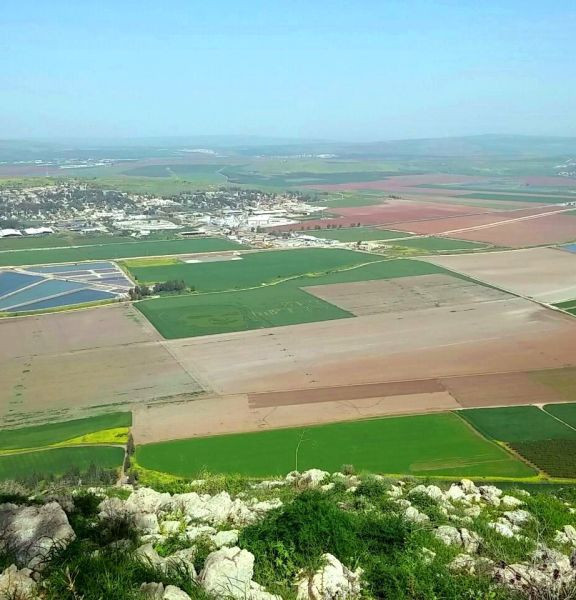תמונה של תשבץ השדות בהר שאול - למטייל בישראל (טיולי)