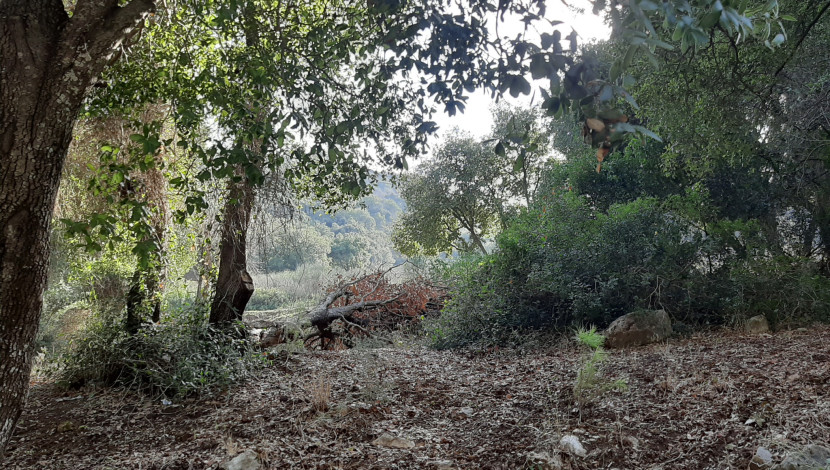 נחל אלון - סודות הכרמל: 5 מסלולים מיוחדים שיראו לכם את ההר הירוק מזווית שונה (1)