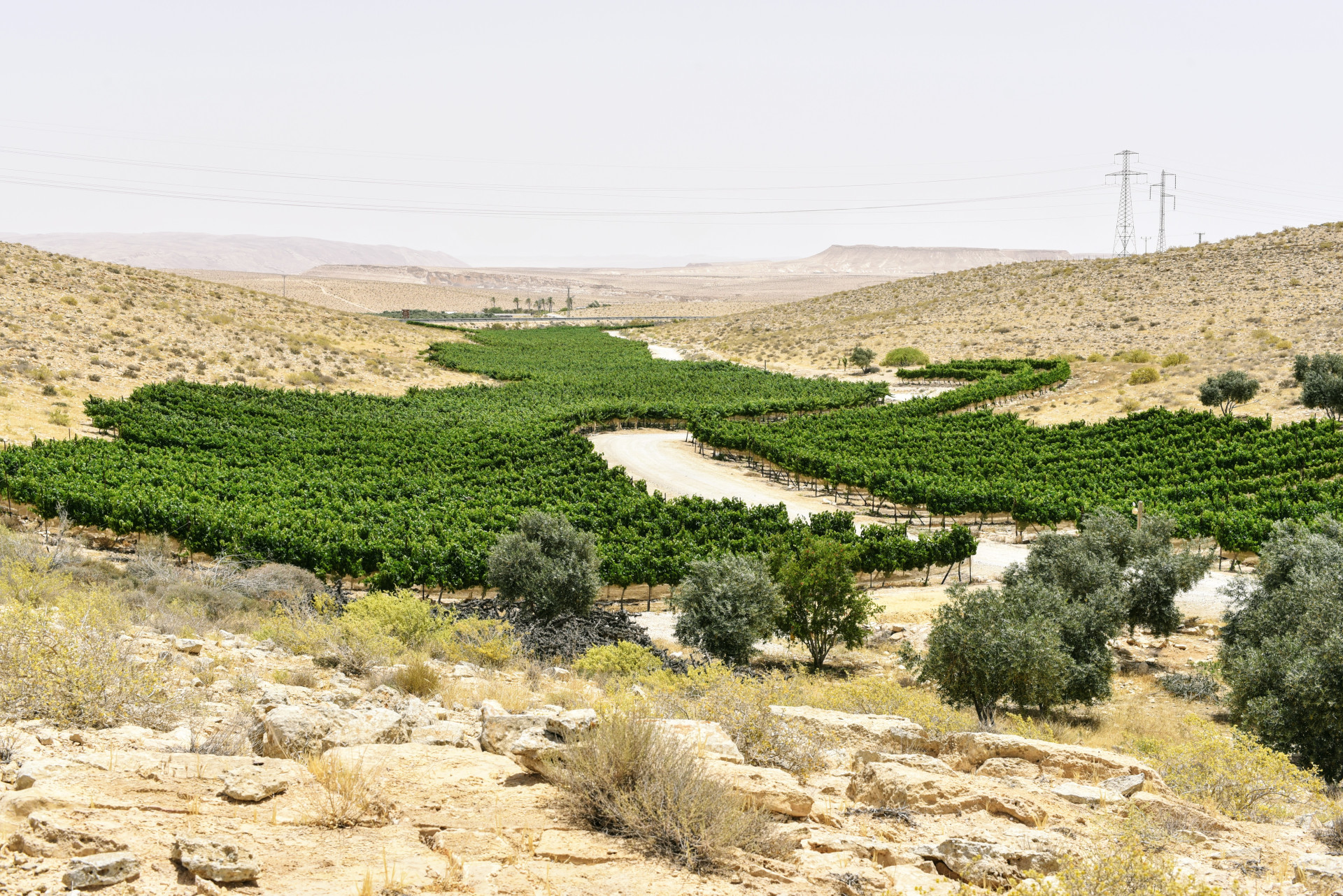 כרמי עבדת. צילום: אילת אדר