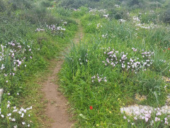 רקפת מצויה - צילום של Iddo_3270859 - למטייל בישראל (טיולי) 2
