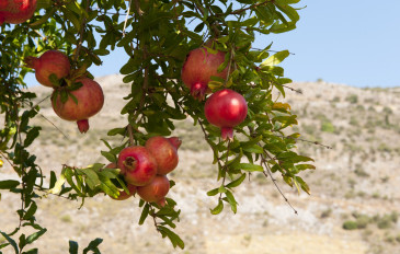 ברכה מיוחדת לראש השנה ממנכ