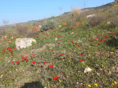 כלנית מצויה - צילום של Iddo_3270859 - למטייל בישראל (טיולי) 2